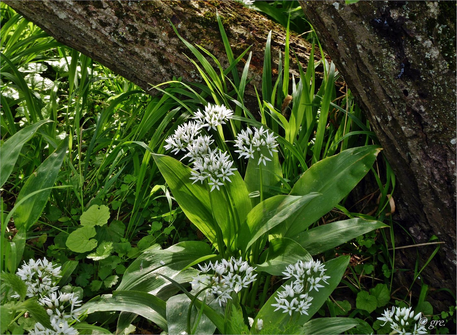 Bärlauch am Bach