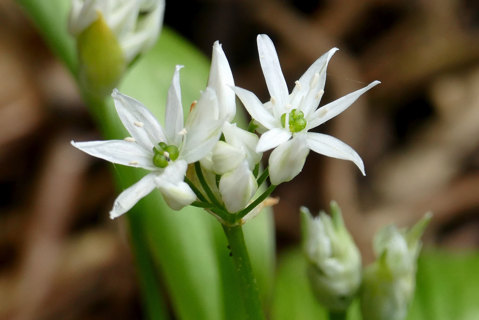 Bärlauch- Blüte