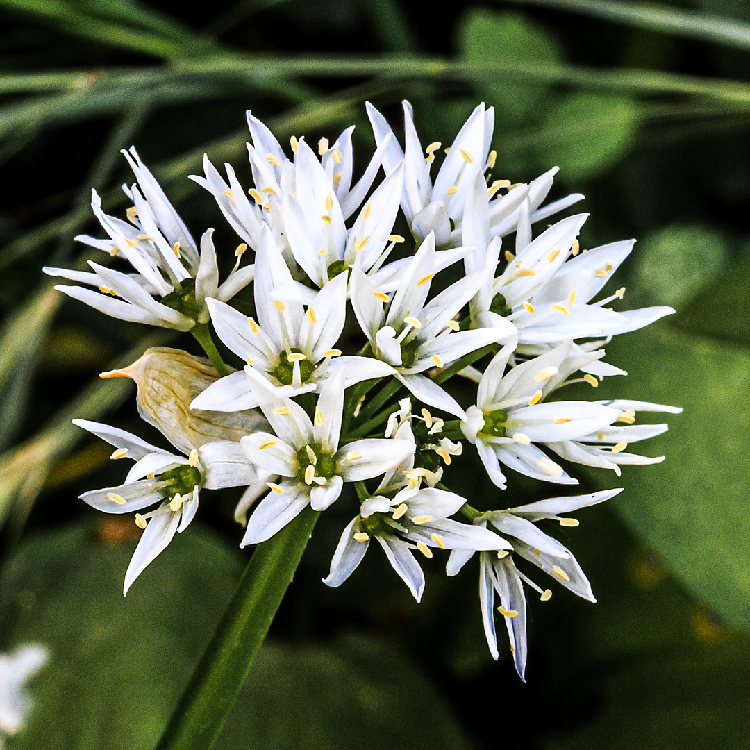 Bärlauch-Blüte