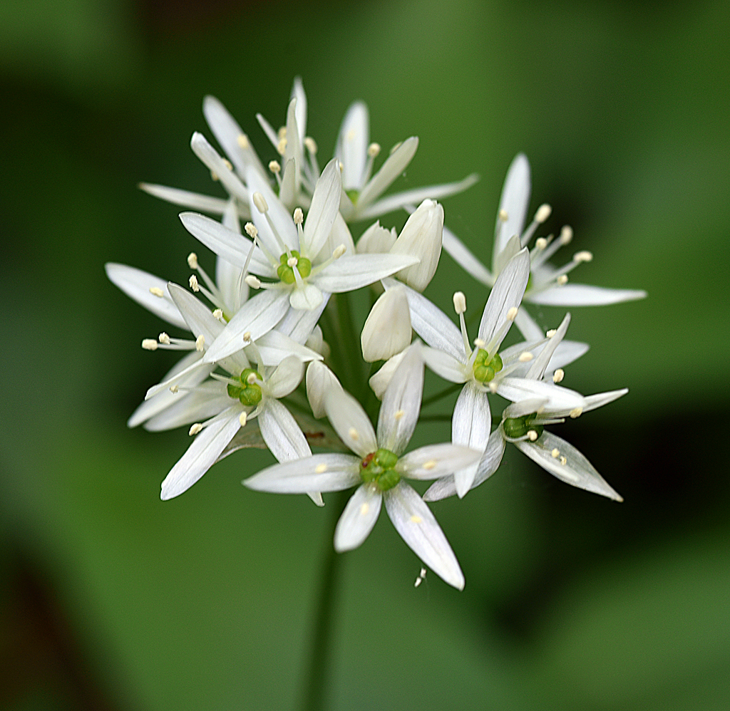 Bärlauch-Blüte