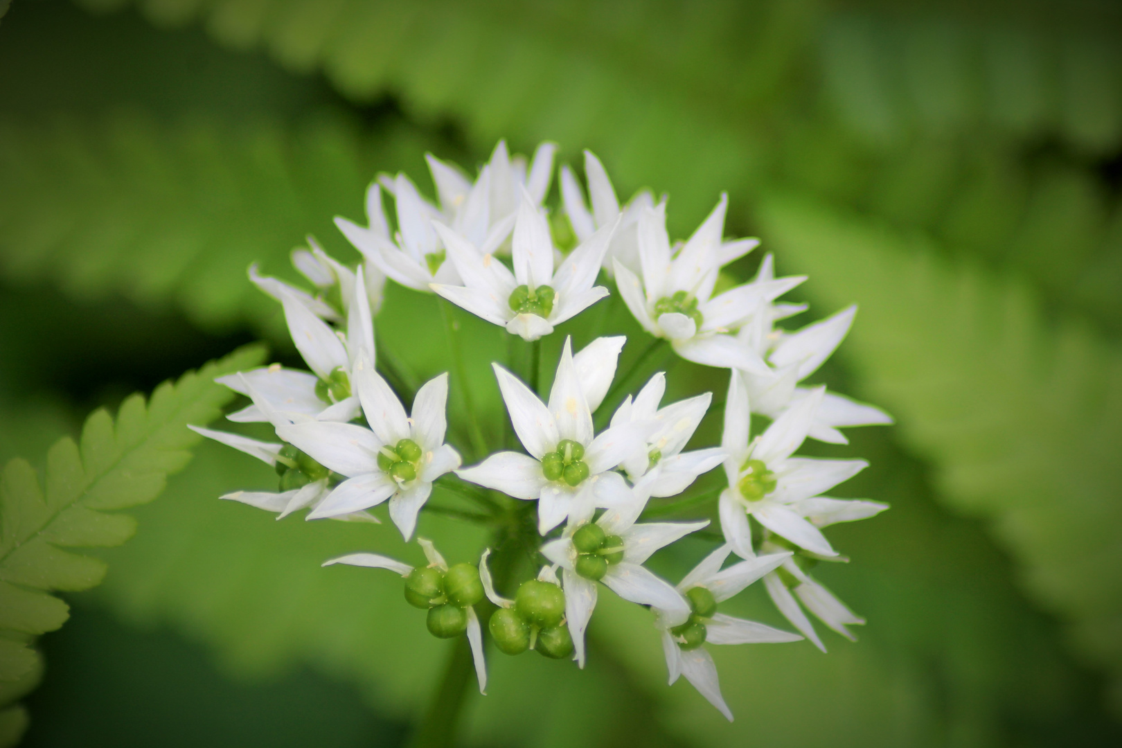 Bärlauch Blüten