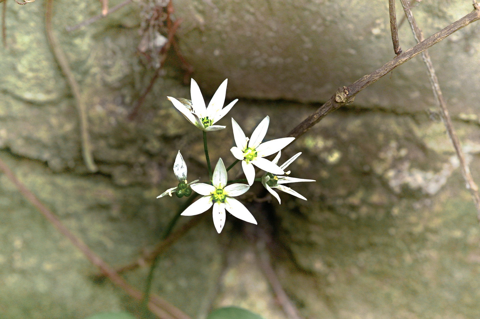 Bärlauch Blüten an der Mauergrenze - Sternblüten