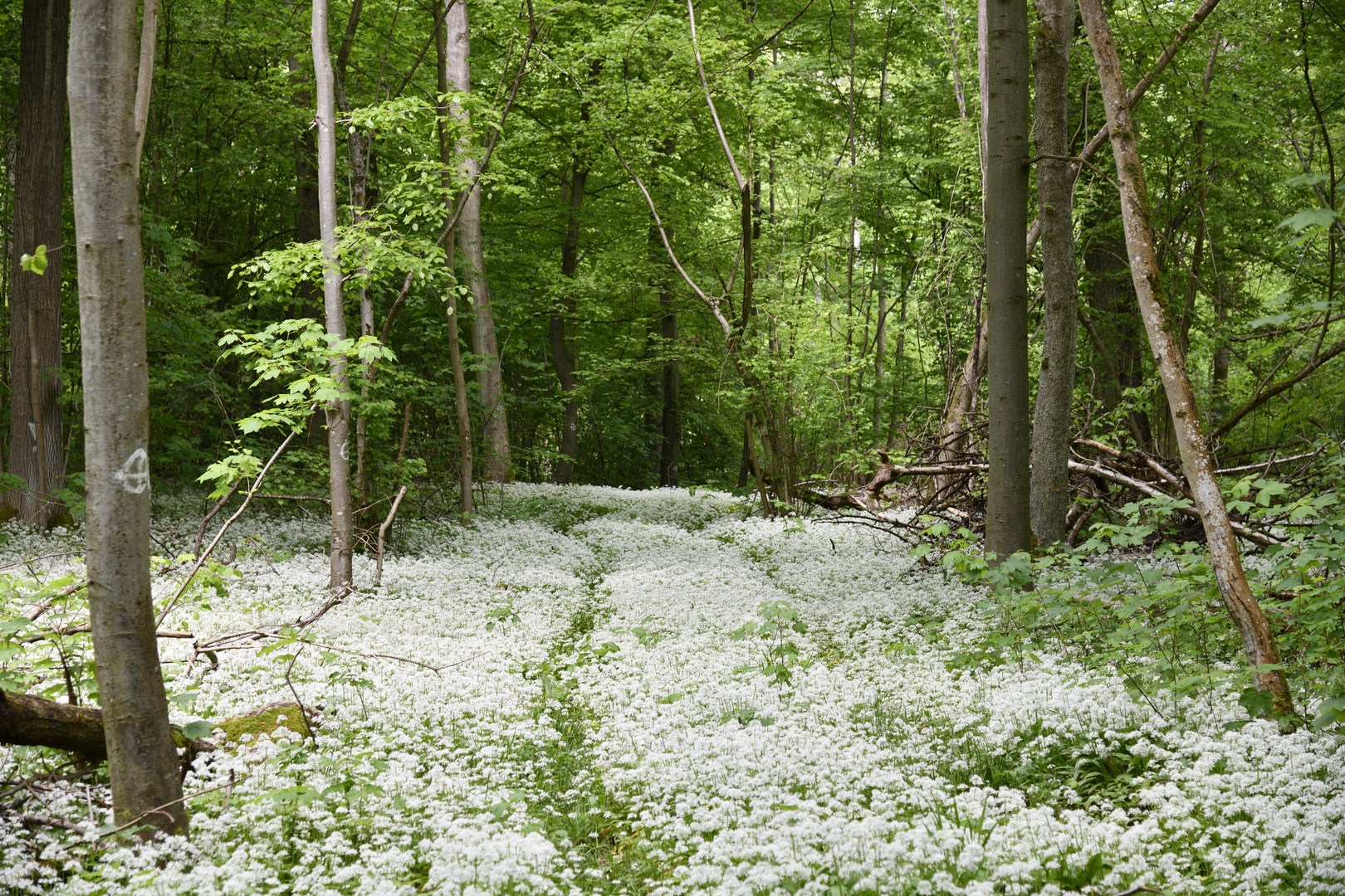 Bärlauch-Blüten-Boulevard