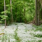 Bärlauch-Blüten-Boulevard