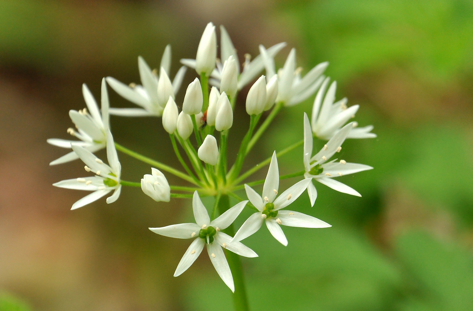 Bärlauch - Blüten - Sterne