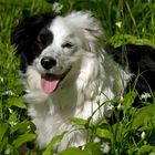 Bärlauch-Border Collie