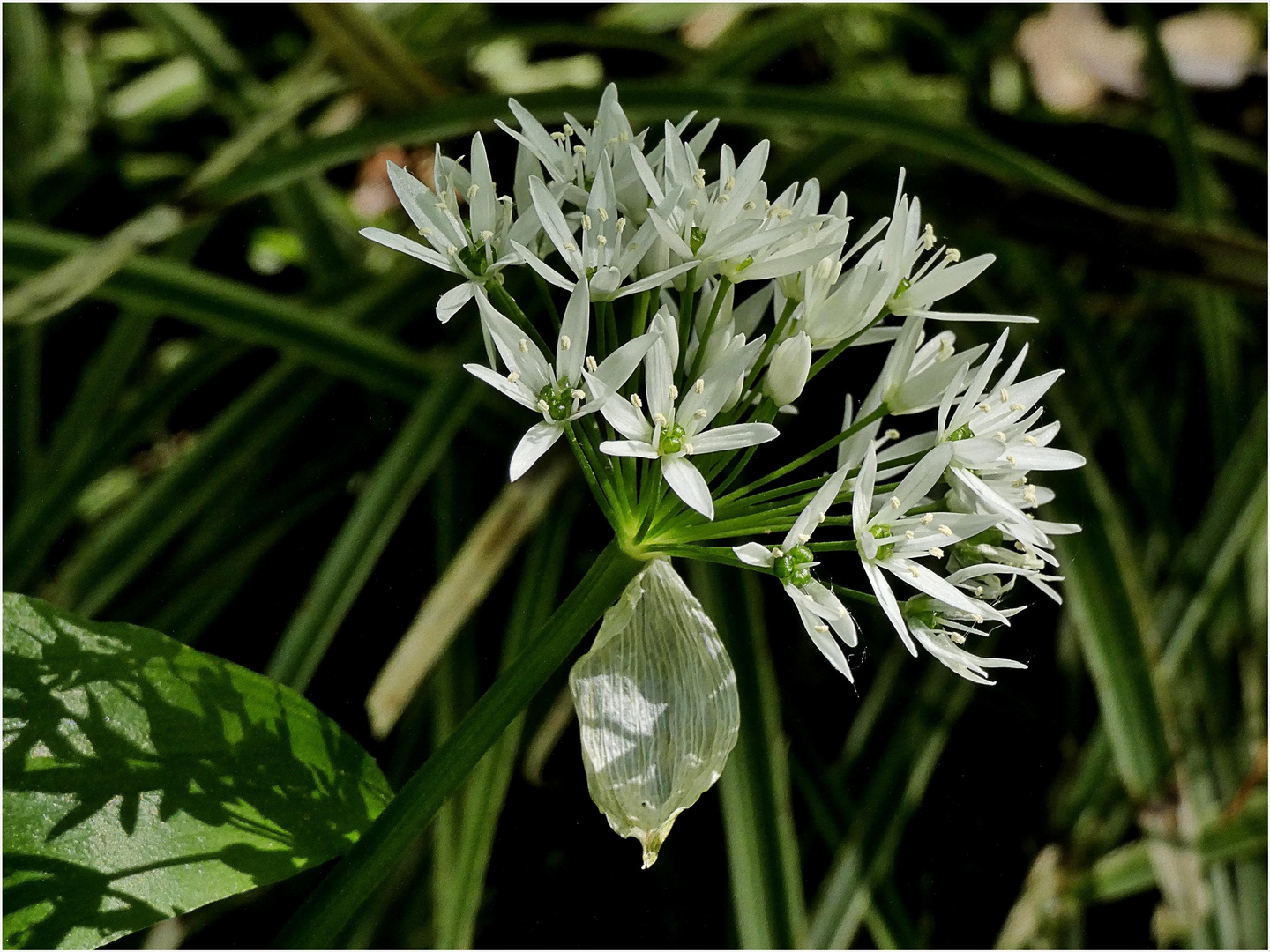 Bärlauch Foto &amp; Bild | natur, pflanzen, bärlauch Bilder auf fotocommunity