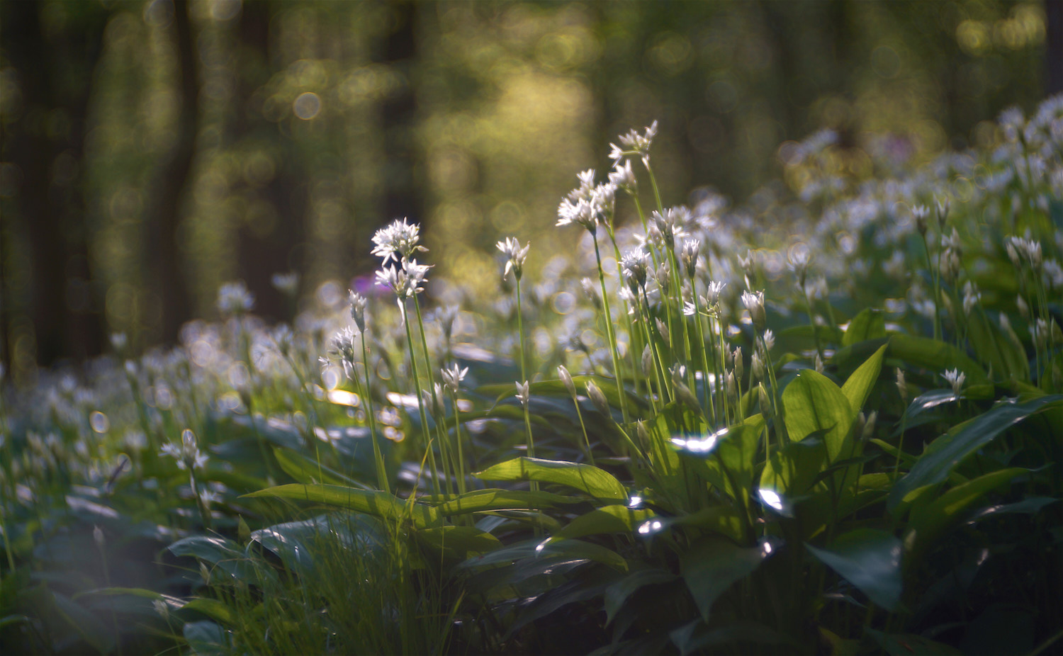 Bärlauch erblüht im Usenborner Wald