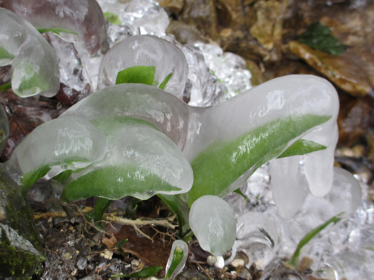 Bärlauch im Eismantel