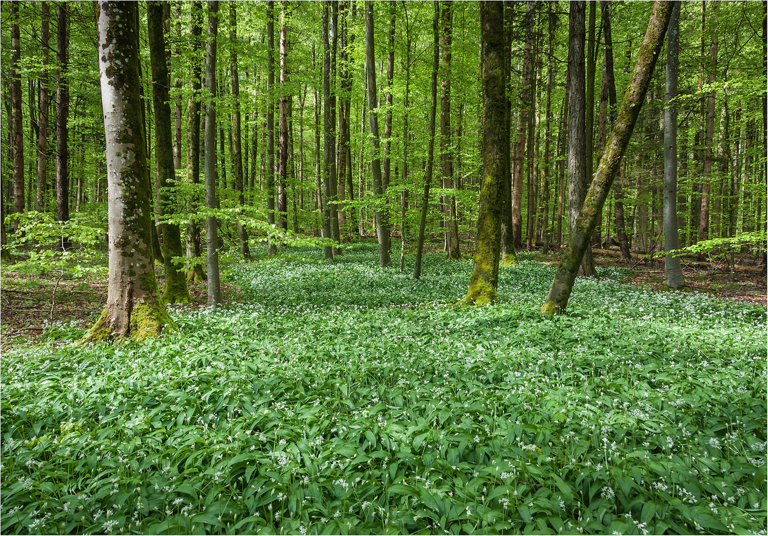 Bärlauch im Frühlingswald