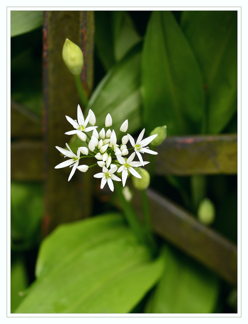 Bärlauch im Garten.