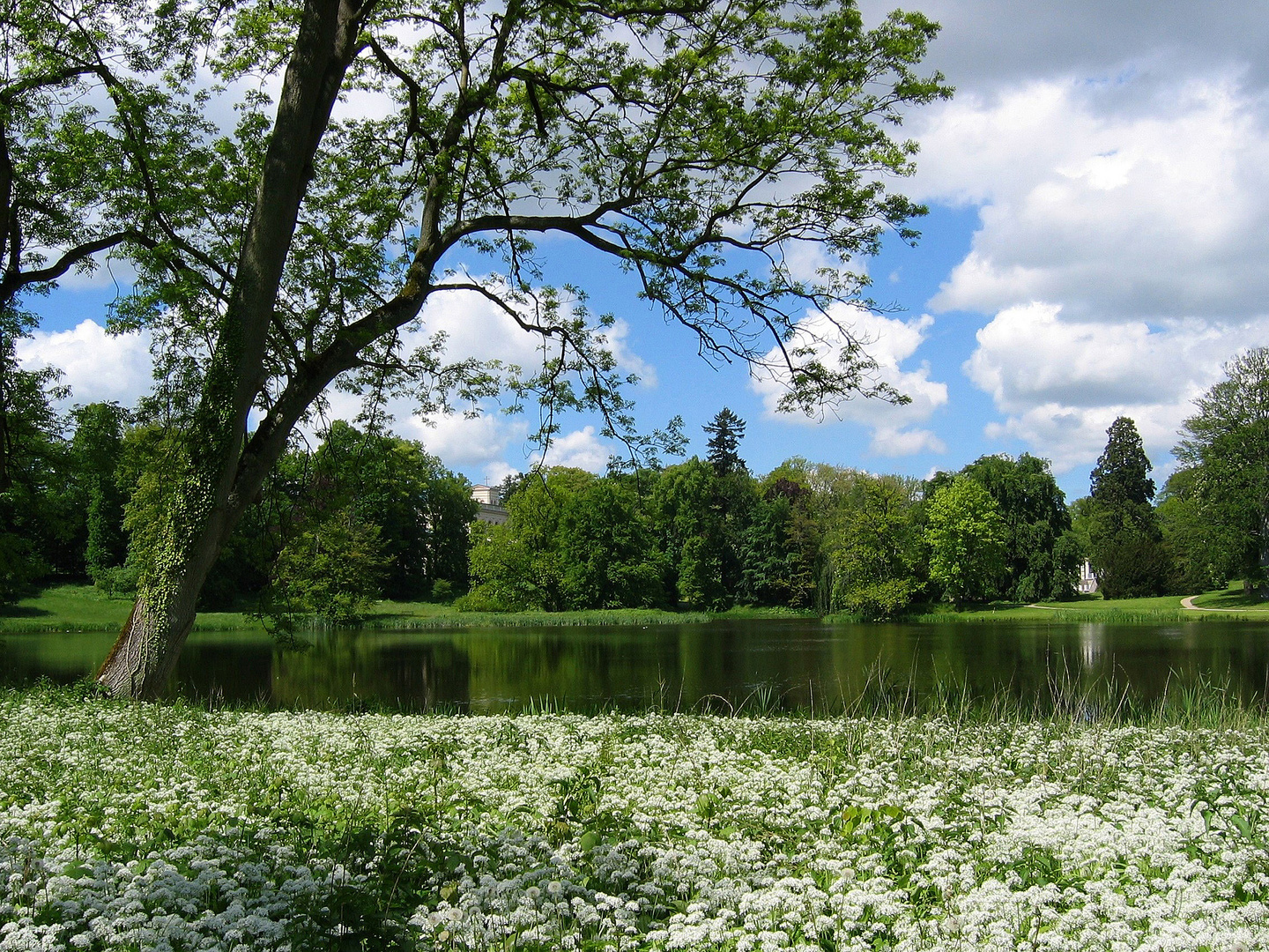 Bärlauch im Schlosspark...