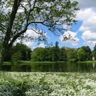 Bärlauch im Schlosspark...