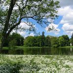 Bärlauch im Schlosspark...