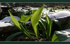 Bärlauch im Schnee