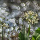 bärlauch im sternhagel