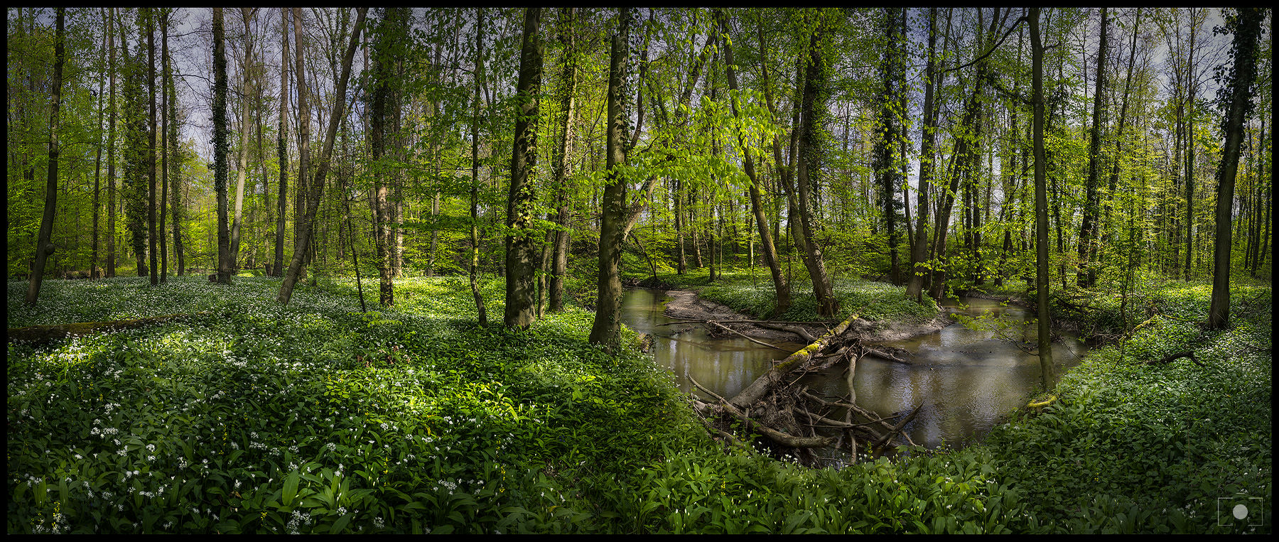 Bärlauch im Überfluss 