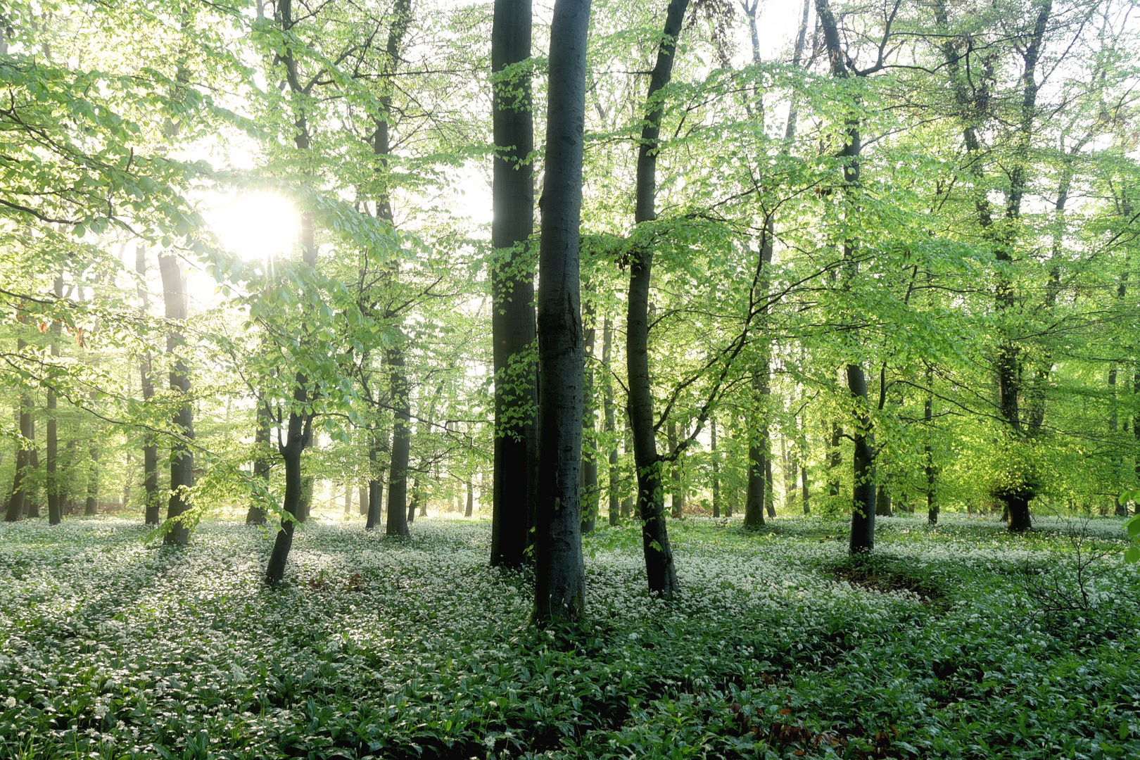 Bärlauch im Wald