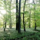 Bärlauch im Wald