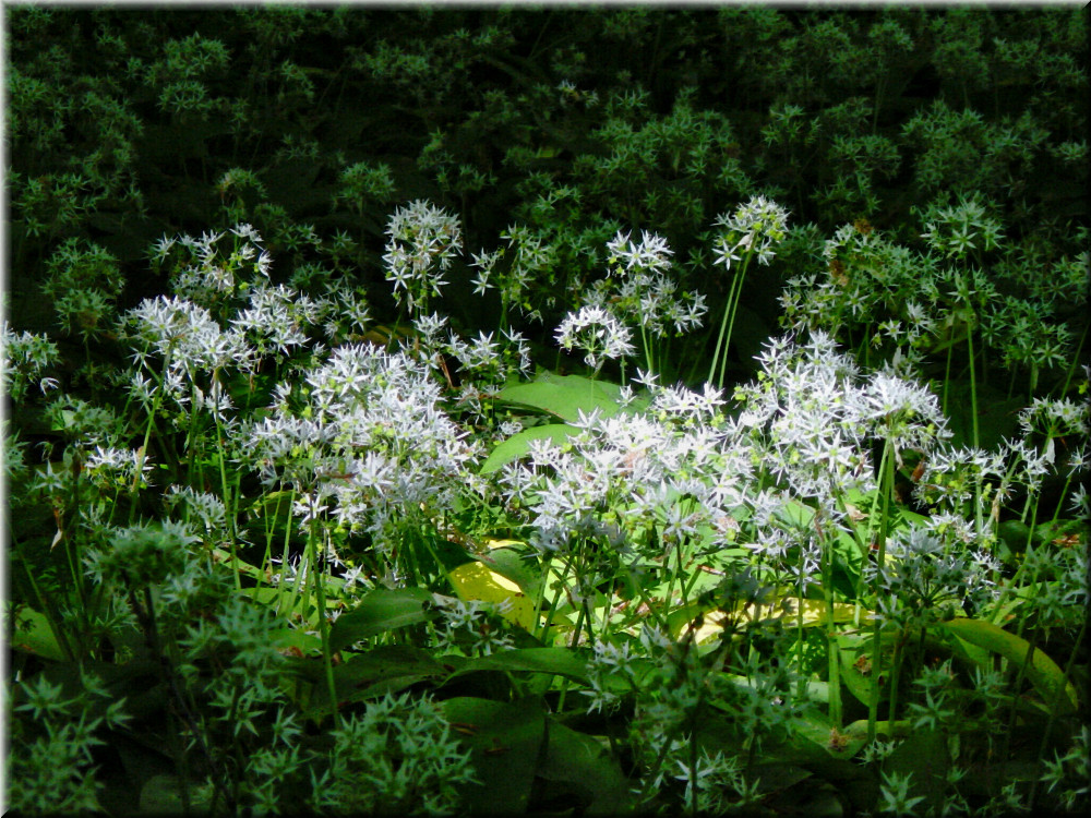 Bärlauch in Blüte