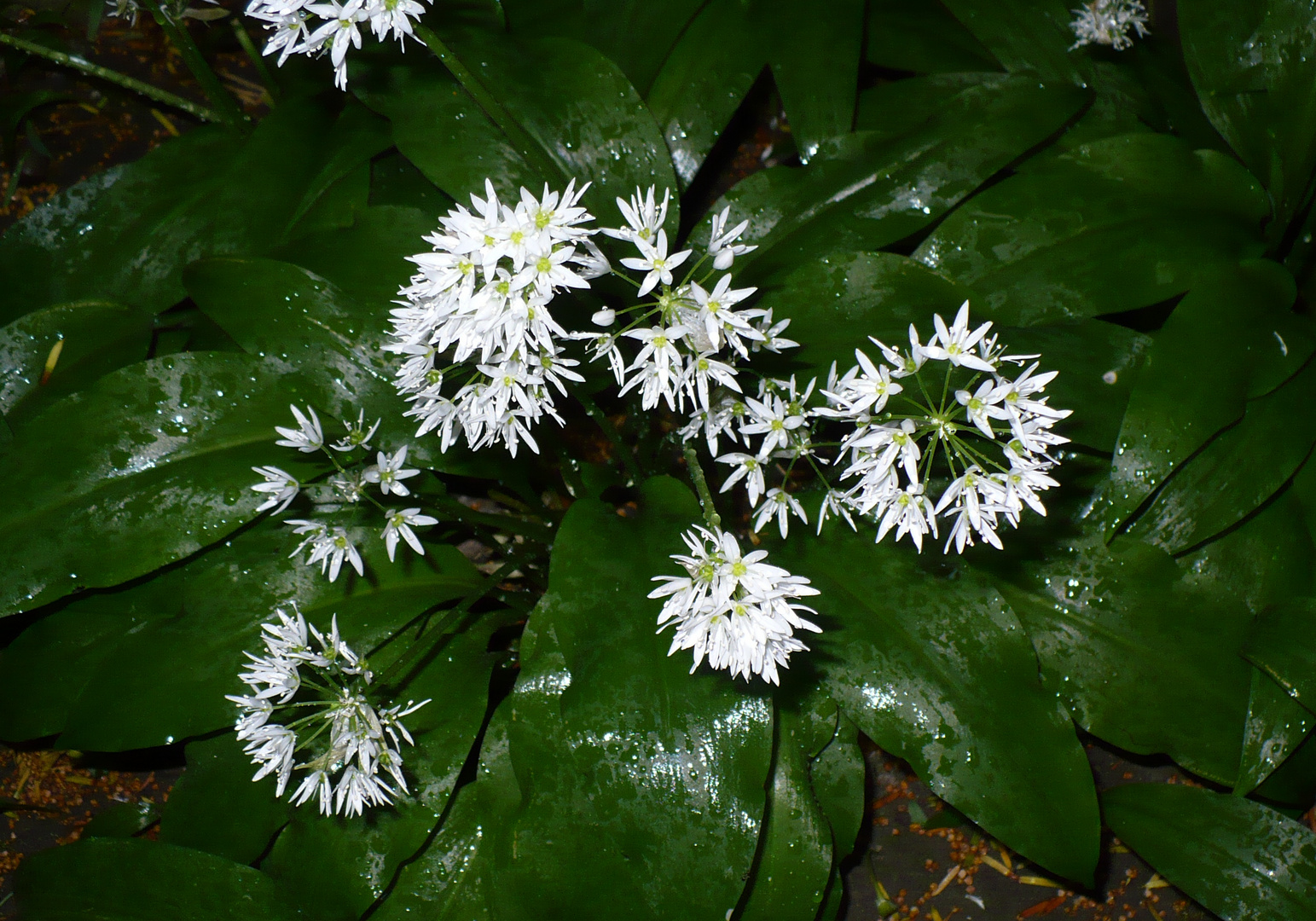 Bärlauch in meinem Garten