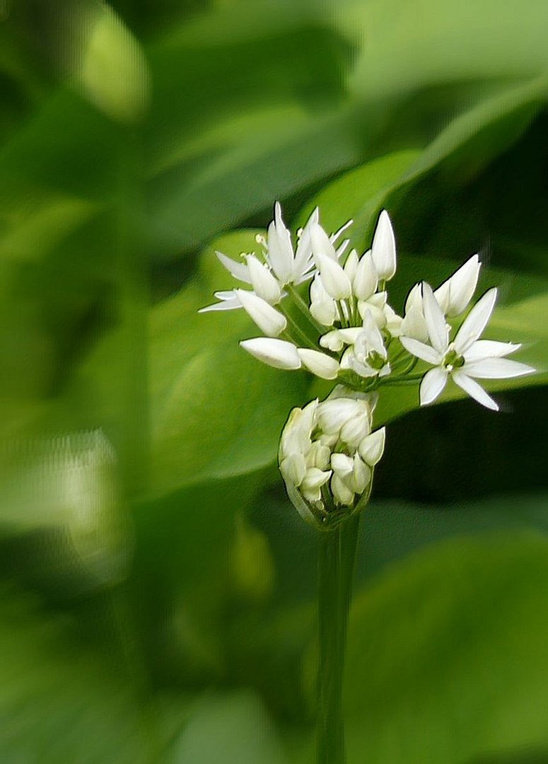 Bärlauch in voller Blüte