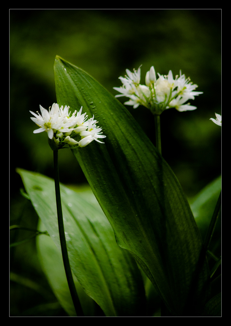 Bärlauch mit offener Blüte