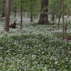 Baerlauch soweit das Auge reicht