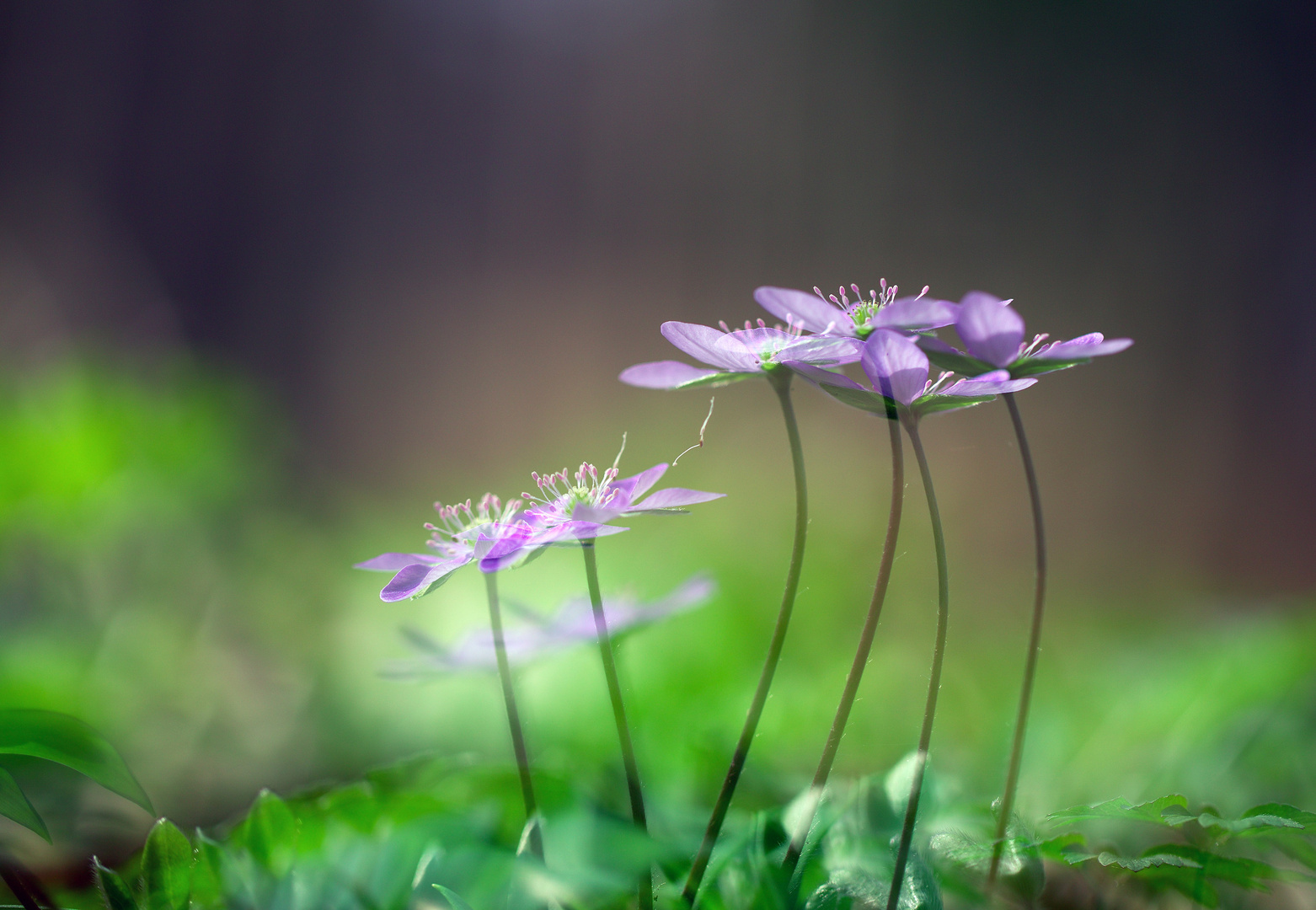 Bärlauch und Leberblümchen 