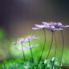 Bärlauch und Leberblümchen 