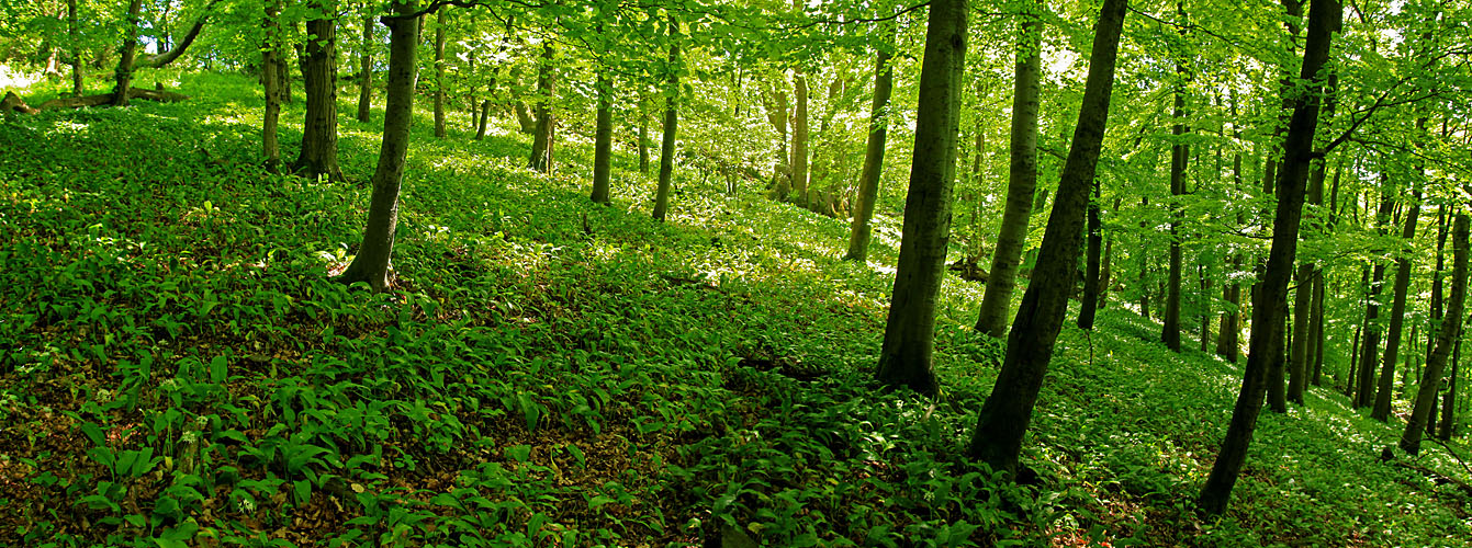 Bärlauch-Wald