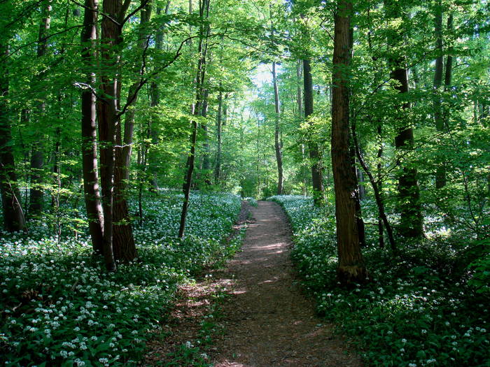 Bärlauch-Wald