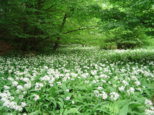 Bärlauch-Wald