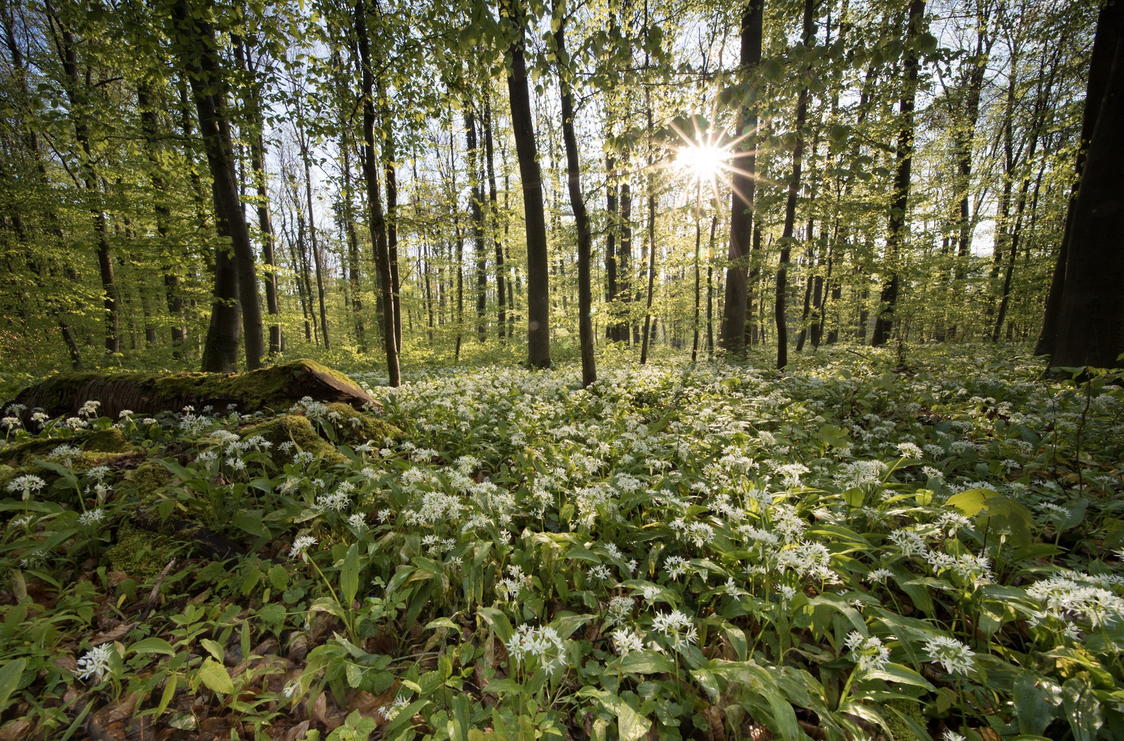 Bärlauch-Wald in der Pfalz 