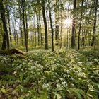 Bärlauch-Wald in der Pfalz 