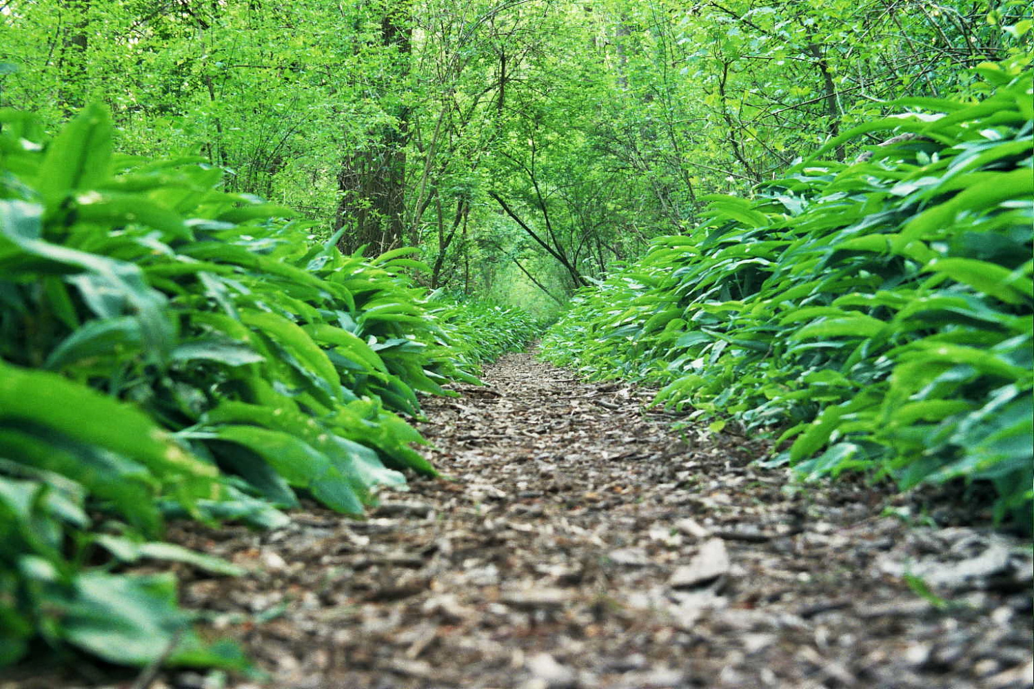 Bärlauchallee (vor der Blüte)