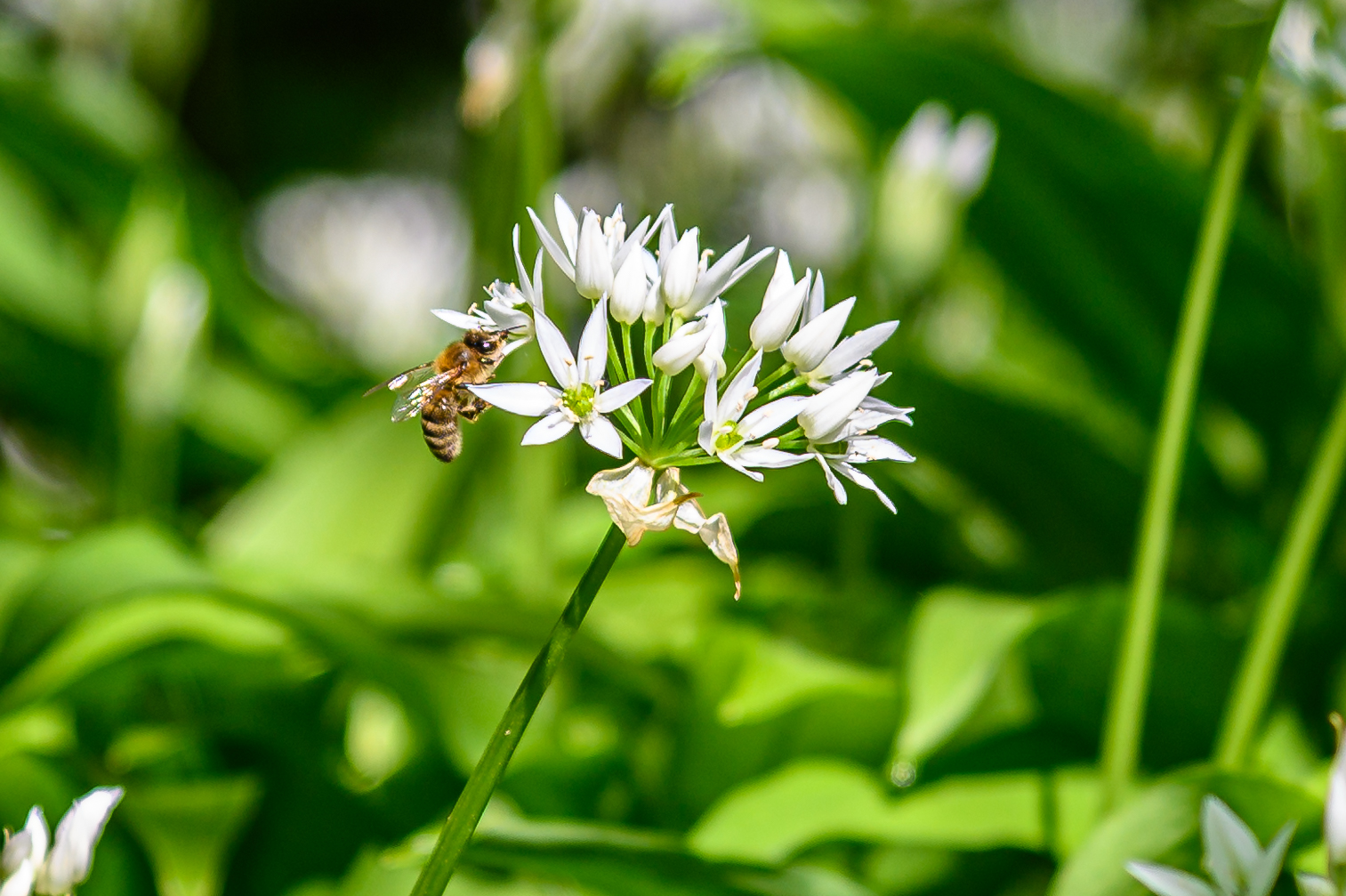 Bärlauchblüte