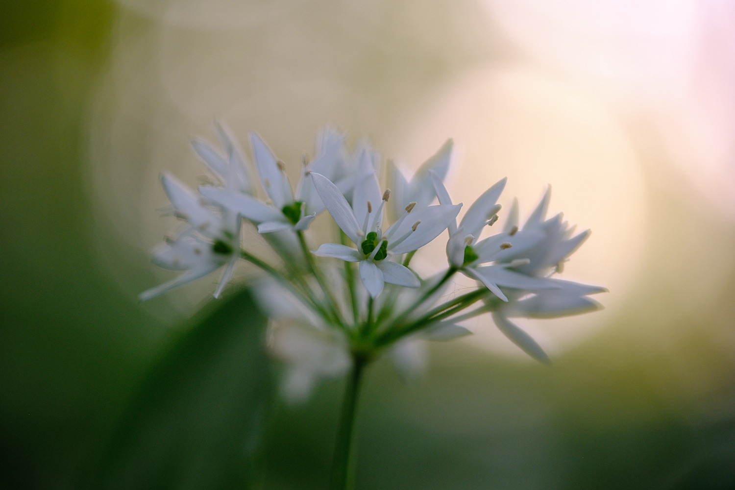 Bärlauchblüte 