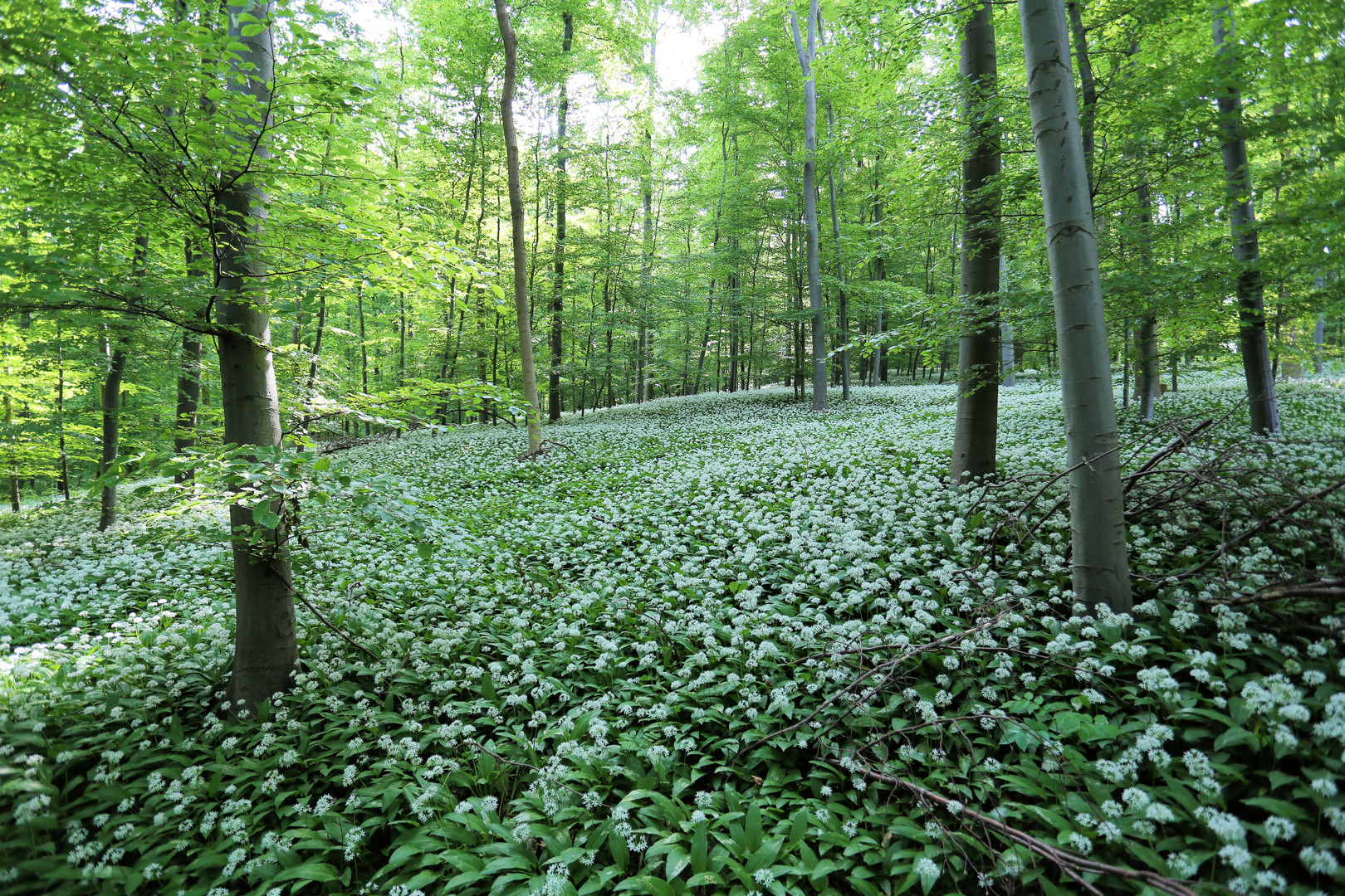 Bärlauchblüte