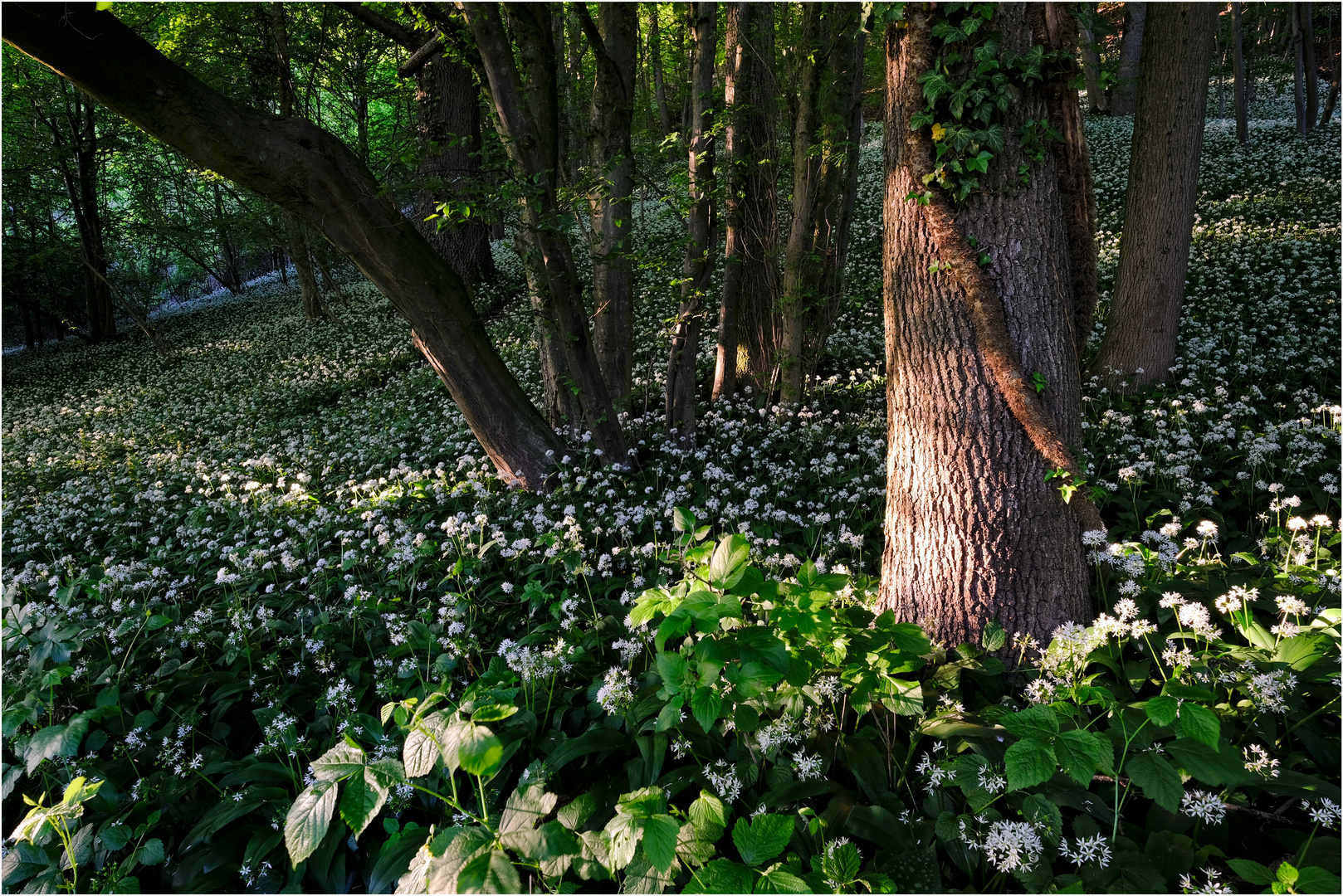 Bärlauchblüte