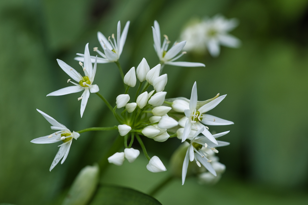 Bärlauchblüte