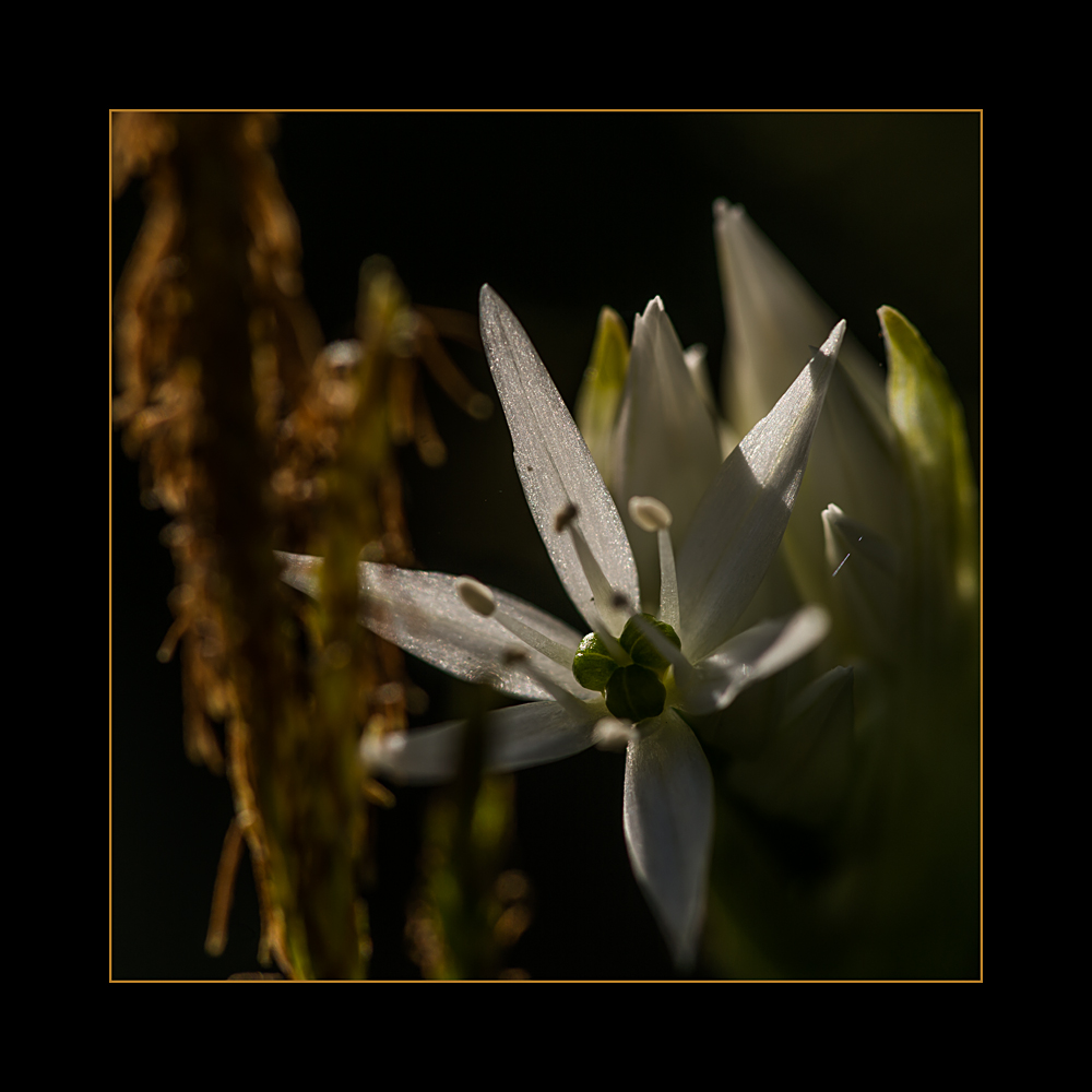 bärlauchblüte