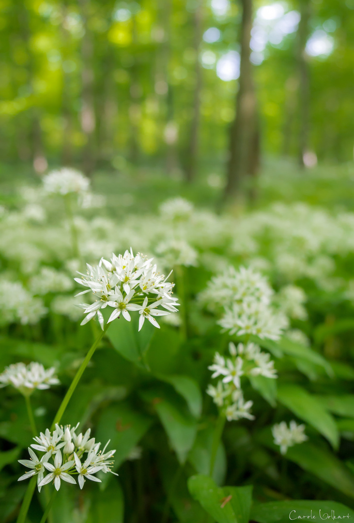 Bärlauchblüte