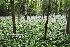 Bärlauchblüte