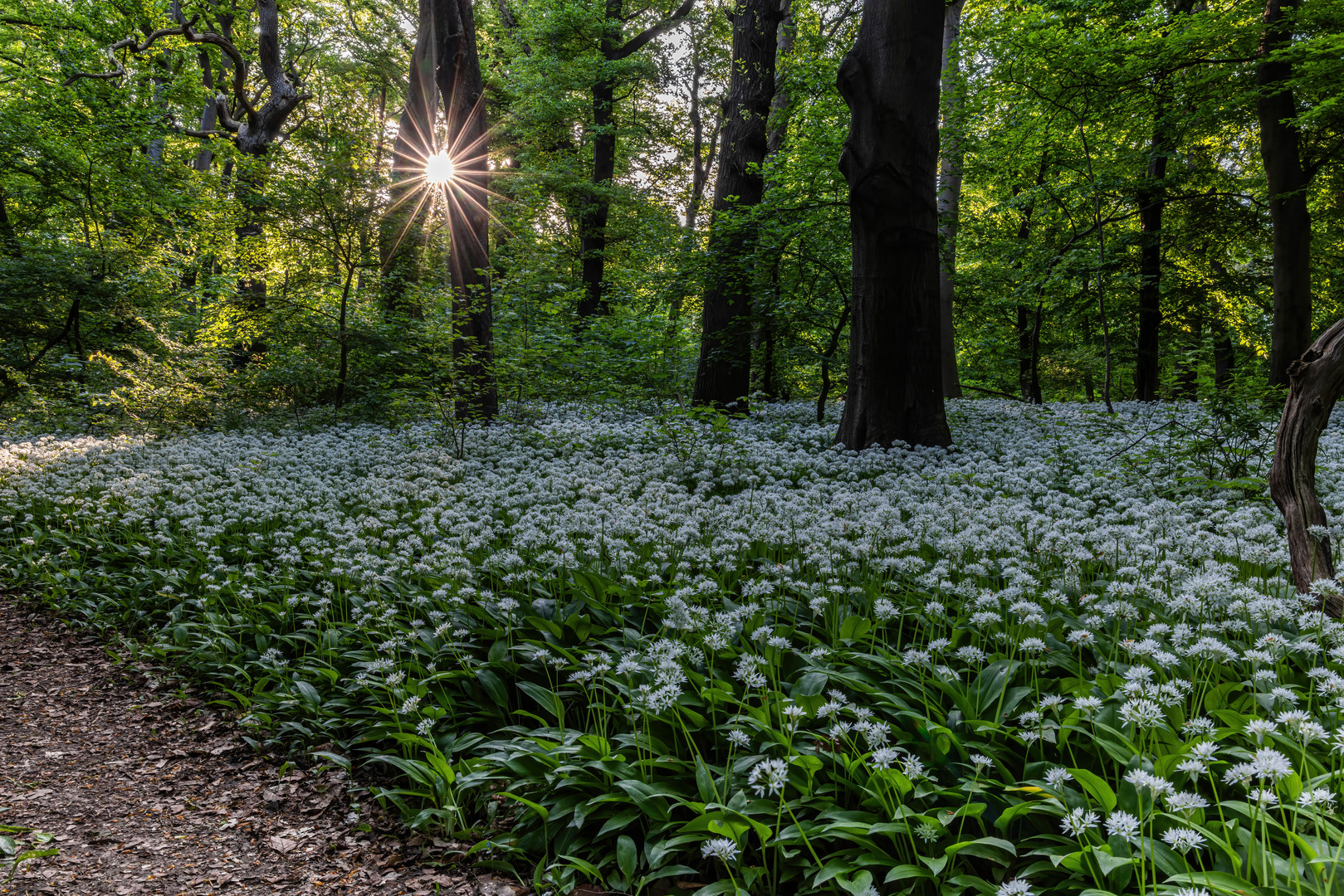 Bärlauchblüte