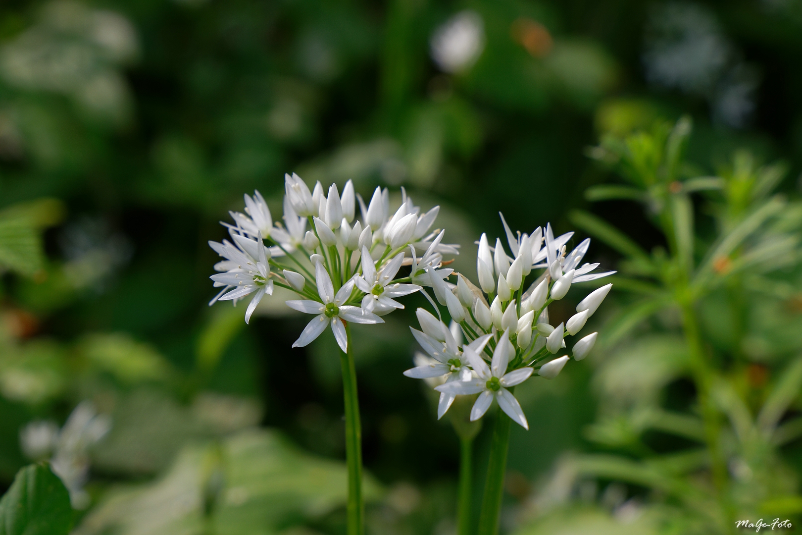 Bärlauchblüte