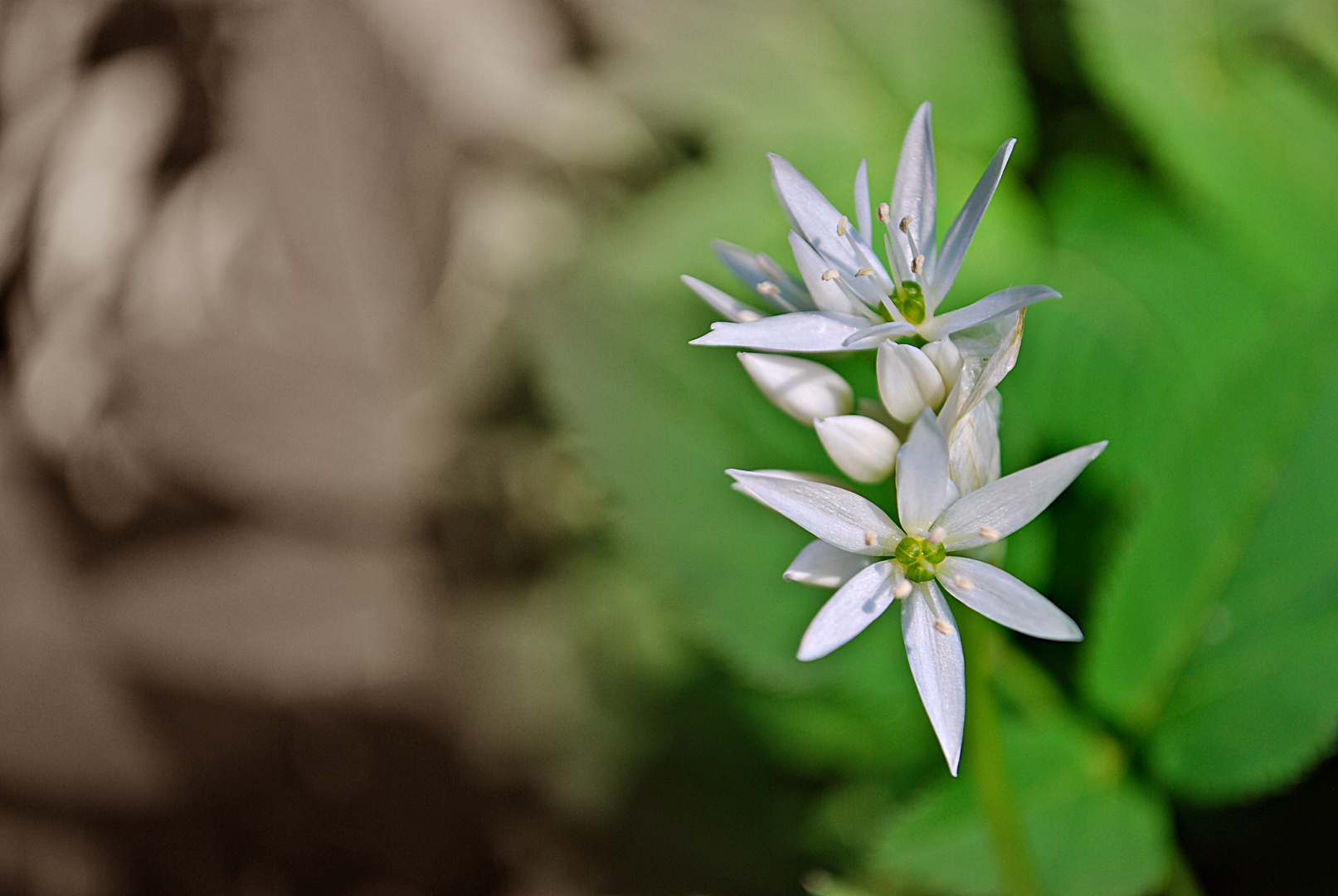 Bärlauchblüte...