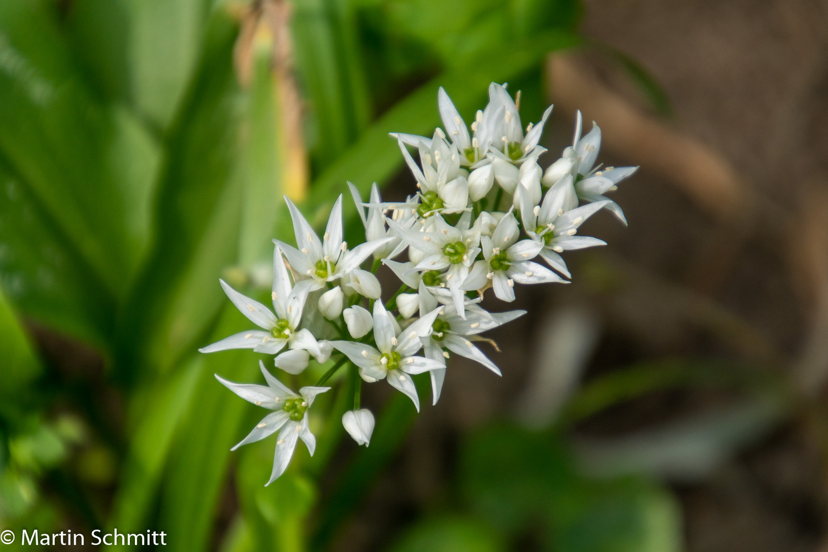 Bärlauchblüte