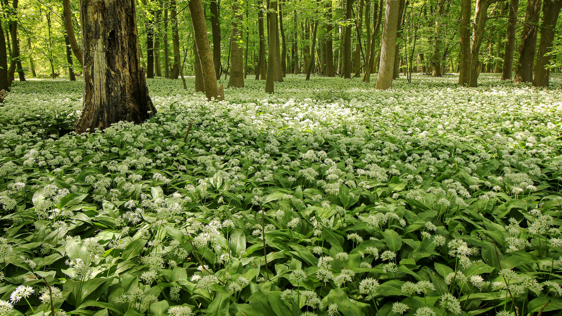 Bärlauchblüte