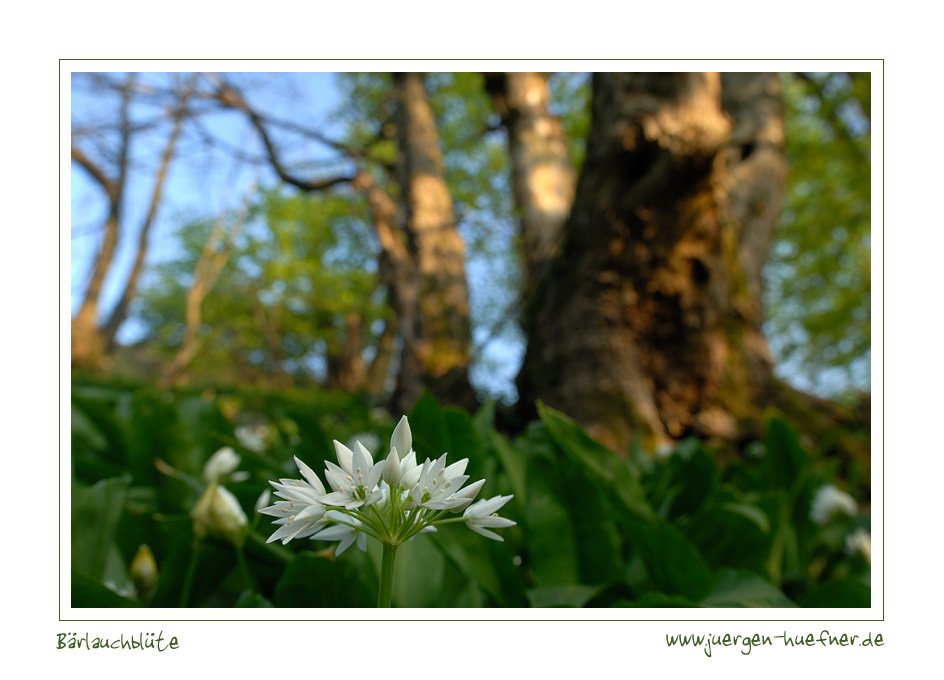 Bärlauchblüte